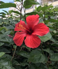 Hibiscus rosa-sinensis