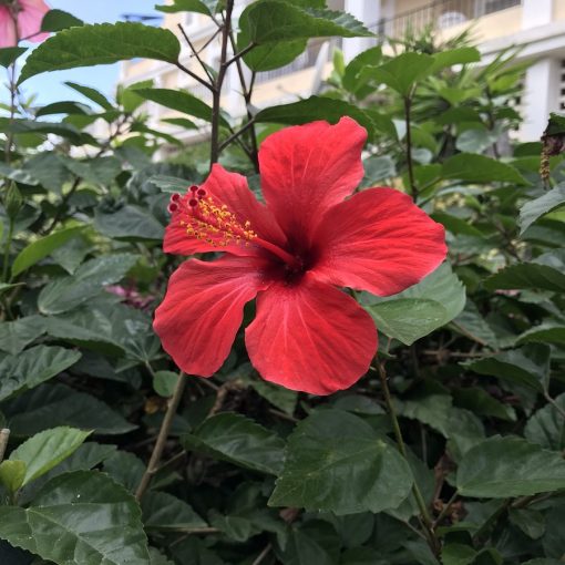 Hibiscus rosa-sinensis