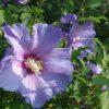 Hibiscus-syriacus