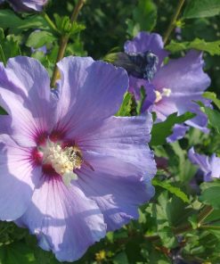 Hibiscus-syriacus