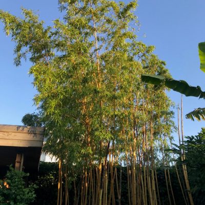 phyllostachys_vivax_aureocaulis