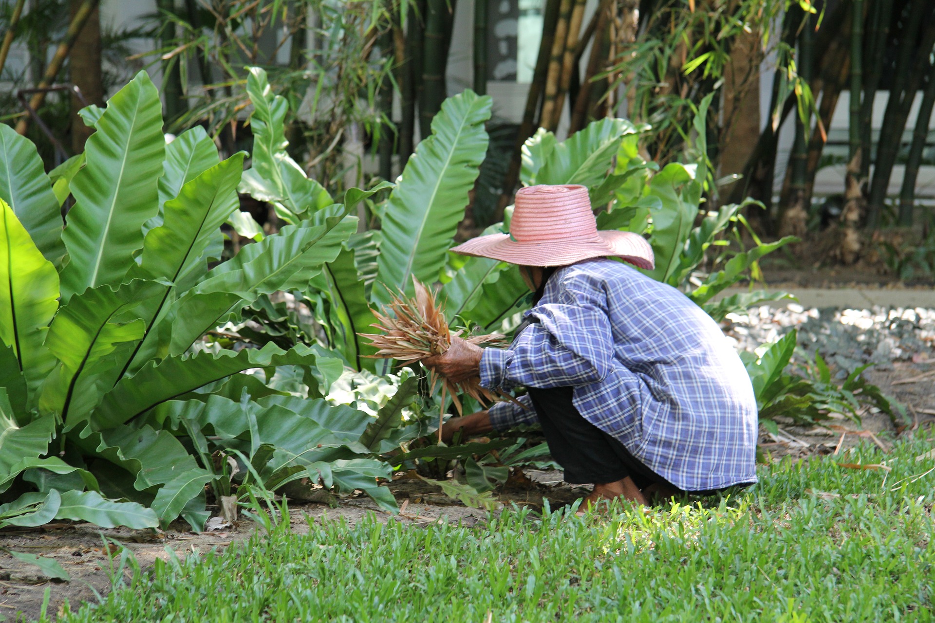 gardener