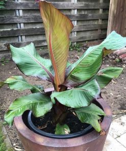 Ensete-ventricosum-maurelli